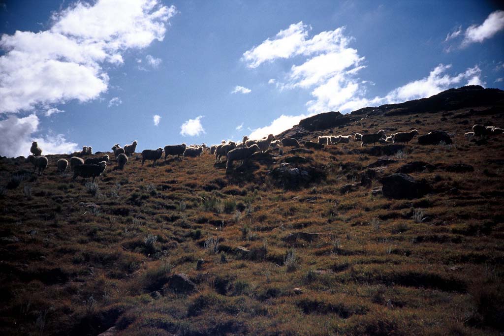 mtn goats2_1