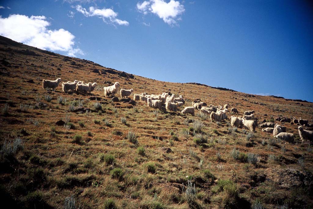 mtn goats_1