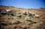 mtn goats1_1