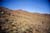 mtn sheep_1