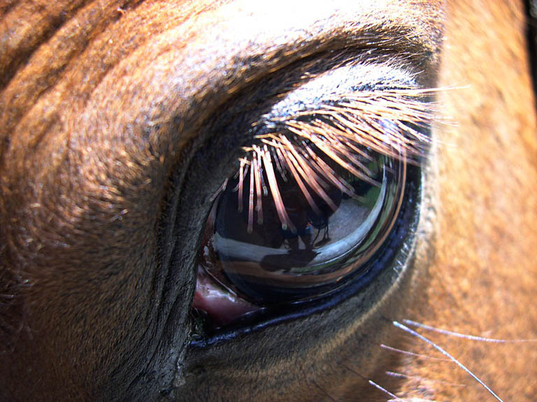 horseeye