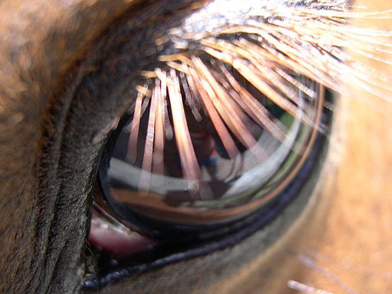 horseeye2