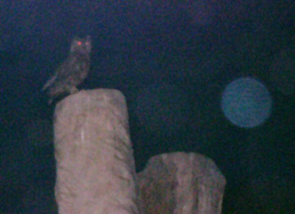 owl outside no 6