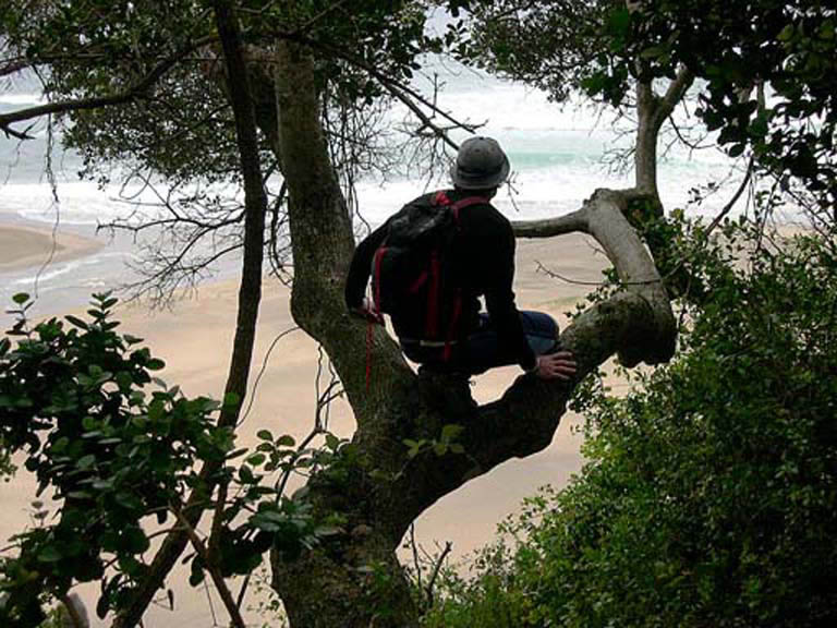 raj in tree