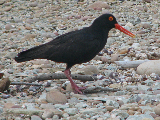 IMG_3981_edited-1
