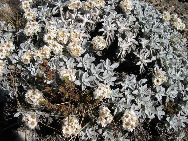berg flowers