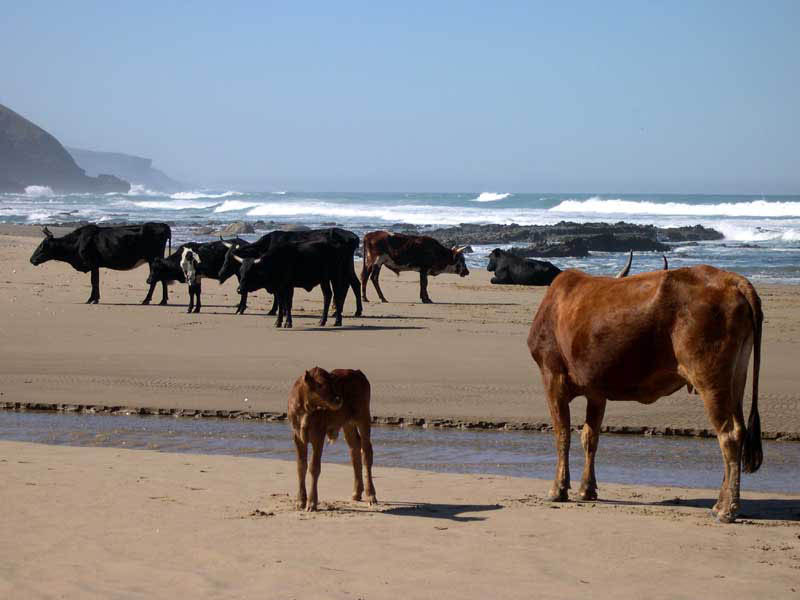 beach cows.pg