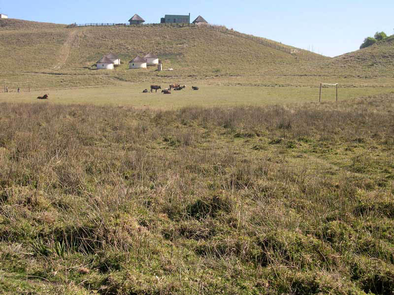 wild coast locals vs cows XI